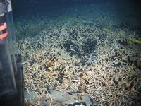 Überblick über ein Röhrenwurmfeld mit Katzenhai-Eikapseln (Länge ca. 5 cm, rot-bräunliche Färbung) aus der Perspektive des belgischen Unterwasserrobotors Cherokee (östliches Mittelmeer, 500 m Wassertiefe). Bild: West Nil Delta Projekt
