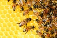 Honigbienen Bienenstock