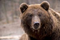 Der aktuelle Schutzstatus des Braunbären (Ursus arctos) sollte überdacht werden, so die Studienautor
Quelle: Foto: bodsa / Pixabay.com / CC0 Public Domain ( (idw)