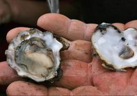 Die positive Seite des Klimawandels? Exotische Auster in der Nordsee
Quelle: Gerda Bröcker, watthanse.de (idw)