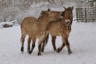 Przewalski-Pferde im Schneetreiben Bild: de.wikipedia.org