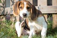 Bild: BfT/iStock Fotograf: Bundesverband für Tiergesundheit