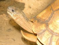 Eine der seltensten Schildkröten weltweit: die Schnabelbrustschildkröte oder Angonoka (Astrochelys y
Quelle: Bildautoren: Frank Glaw and Miguel Vences (idw)