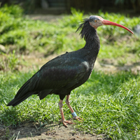 Waldrapp (Geronticus eremita)