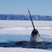 Narwale, die „Einhörner der Meere“. Bild: © National Geographic Stock / WWF-Canada