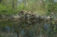 Der Schlauchgraben, ein ehemaliger Seitenarm des Rheins im Südwesten Mannheims, soll wieder an den Fluss angebunden werden. Bild: Stadt Mannheim