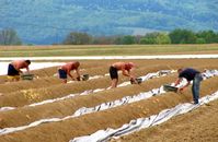 Arbeiter, Landwirtschaft, Spargelernte (Symbolbild)