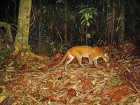 Asiatische Goldkatze.
Quelle: Foto: WWF-Malaysia/Azlan Mohamed (idw)