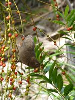 Die Früchte von Palmen sind eine wichtige Nahrungsquelle für den Seychellenpapagei.
Quelle: Foto: Seychelles Islands Foundation (idw)