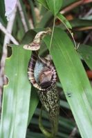 Borneo, im Regenwald: Eine Kleine Wollfledermaus und ihr Schlafquartier, die Kanne der Kannenpflanze Nepenthes rafflesiana. Im Normalfall holen sich diese fleischfressenden Gewächse zusätzlichen Stickstoff aus den Kadavern von Insekten. Diese Art von Kannenpflanze aber nutzt dafür den Kot der Fledermäuse, wie Forscher von der Universität Würzburg entdeckt haben. Foto: Michael Schöner, Uni Würzburg