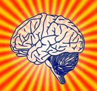 Gehirn: Dehnt sich bis zum 60. Lebensjahr bei Bedarf.