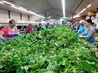 Erdbeeren aus Deutschland - doch die Stecklinge kommen jedes Frühjahr aus den Niederlanden. Bild: "obs/ZDF/Katarina Schickling"