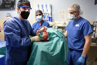 Organspende eines Schweineherzes einem Patienten in Maryland (USA) am 7. Januar 2022