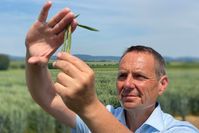 Pflanzenzüchter Stephan Streng mit von Gelbrost-Pilz befallenem Weizen.  Bild: ZDF Fotograf: Christian Bock