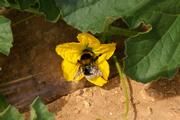 Die große Gartenhummel, Bombus ruderatus F. beim Besuch einer Melonenblüte, Cucumis melon L. Foto: Nicolas Morison, INRA, Avignon, Frankreich