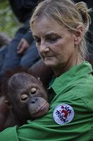 Dr. Signe Preuschoft mit Orang-Utan-Waisenkind Bild: BOSF, VIER PFOTEN