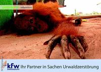 Bild: Greenpeace