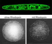Das Rhodopsin CarO des Pilzes Fusarium fujikuroi findet sich vor allem in den Sporen (grüne Färbung oben). Sporen ohne Rhodopsin (unten links) keimen schneller als solche mit Rhodopsin (unten rechts) Quelle: (Bilder: Ulrich Terpitz) (idw)