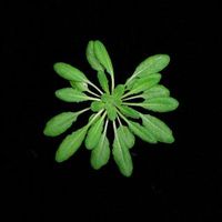 Krankheitsanfälligere, aber groß gewachsene Sorte der Ackerschmalwand Arabidopsis thaliana. Foto: Marco Todesco / Max-Planck-Institut für Entwicklungsbiologie