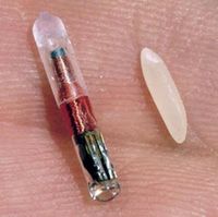 Small RFID chip, here compared to a grain of rice, is incorporated in consumer products, and implanted in pets, for identification purposes
