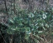 Verwilderte Palmenpopulation in einem Wald am Alpensüdfuss (Foto: G.-R. Walther)