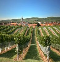 Weinberge nördlich von Pressburg Bild: Bedrich Schreiber / Slovak Spectator / UM / Eigenes Werk