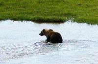 Der Grizzly wandert immer weiter nach Norden. Bild: Linda Gormezano