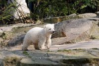 Knut im Jahr 2007.
Quelle: Foto: Zoo Berlin (idw)