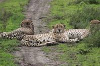 Das schnellste Landraubtier der Welt: In Gefangenschaft nur ein Schatten seiner selbst. Bild: Peta Mary Ester