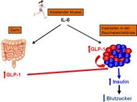 Diabetes Typ 2: Hormoneller Regelkreis.
Quelle:  (idw)