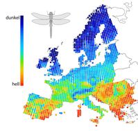 Im Norden sind Insektenarten im Mittel dunkler als im Süden, wie das Beispiel für Libellen zeigt. Quelle: (Abbildung: Dirk Zeuss) (idw)