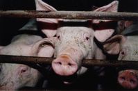 Schweine leiden in der konventionellen Intensivmast. Bild:  © VIER PFOTEN
