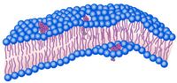 Winzig kleine Nanobohrer (rot) durchdringen die Membran eines Bakteriums.