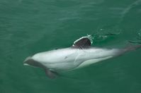 Maui-Delfin