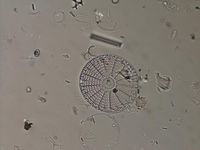 Die Kieselalge Arachnodiscus sp.
Quelle: Foto: C. Lopes, CIIMAR / Porto (idw)