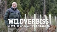 Bild: SS Video: "Was ihr über Wildverbiss wissen müsst - mit Peter Wohlleben" (https://youtu.be/wK-dIsNTn8c) / Eigenes Werk