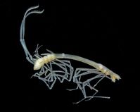Mit jeder Probe aus der Tiefsee gelangen unbekannte Arten an die Oberfläche. Hier eine neue Meeresasselart der Familie Ischnomesidae aus der Vema-Bruchzone im Nordatlantik.
Quelle: Torben Riehl/Senckenberg (idw)