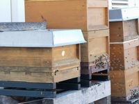 Bienen in einem Bienenstock Bild: Polizei