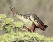 Der südamerikanische Hoatzin (Opisthocomus hoazin) © Edson Endrigo