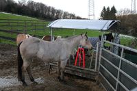 Unerklärlich, wie Jamie sich in dem hier rot markierten Bügel deratig "verheddern" konnte. Foto: Mike Filzen