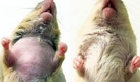 Vorher und Nachher: Eine vom Fellpflege-Zwang geheilte Maus. Bild: University of Utah