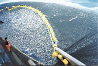 Etwa 360.000 kg Fisch enthält allein dieser Fang mit einem Ringwadennetz (Symbolbild)