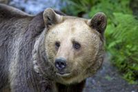 In einigen Regionen Europas erholen sich die Bestände des Braunbären langsam. Immer wieder wandern die Tiere durch die Schweiz und könnten jederzeit auch in Deutschland auftauchen. Das ruft unterschiedliche Reaktionen hervor, denn das Image des Braunbären schwankt zwischen Teddy und Bestie. Bild: "obs/ZDF/ZDF/Axel Gomille"