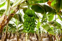 Lidl feiert den Fairbruary mit Pionierarbeit für faire Bananen