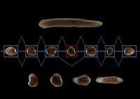 Plattwurm: Wird er zerteilt, entwickeln sich viele neue Tiere. Bild: J. Solana