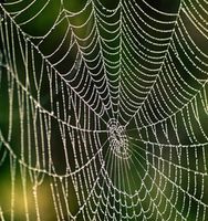 Spinnennetz: ideale Vorlage für Forscher. Bild: pixelio.de, Johannes Westermann