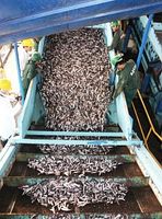 Futterfisch: Experten fordern Halbierung des Fangs. Bild: Lenfest Task Force