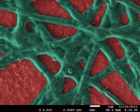 Film aus Hämatit-Nanopartikeln (rot) mit vernetztem Phycocyaninprotein (grün) .
Quelle: Bild: Dr. E. Vitol, Argonne National Laboratory (idw)