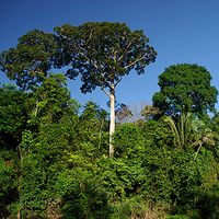 Regenwald im Amazonas. Bild:  Zig Koch / WWF