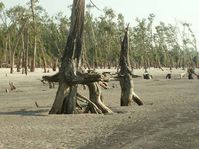 Die Küste von Bangladesch erodiert – was aber nicht von einem steigenden Meeresspiegel verursacht wird. 